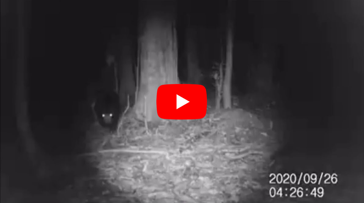 Video Play Video
