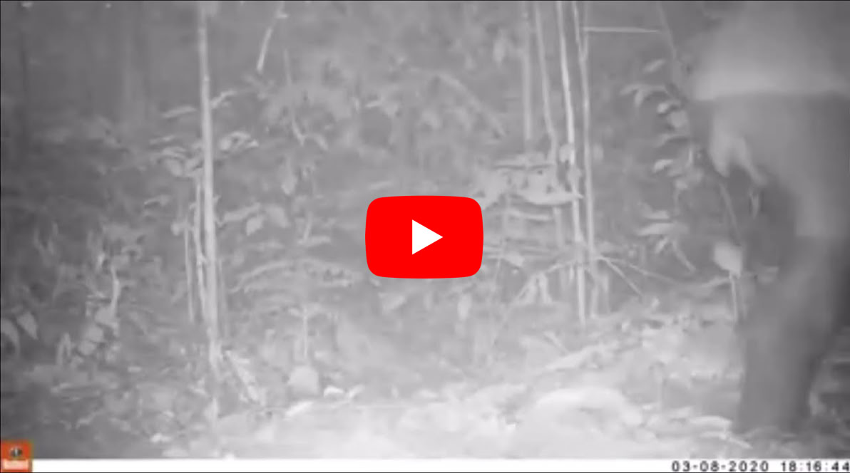 Video Play Video